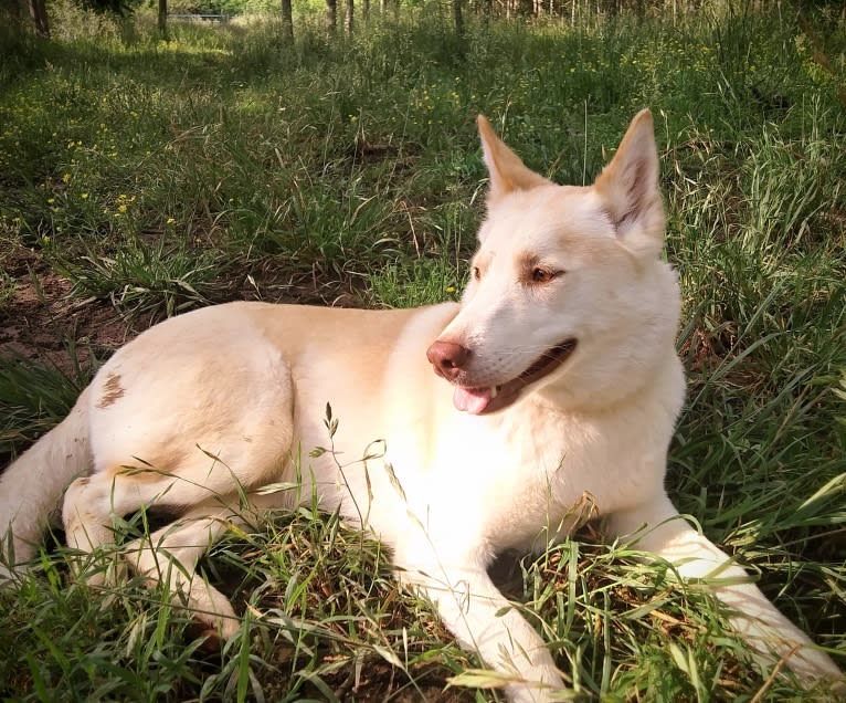 Kestrel, a Siberian Husky and Shetland Sheepdog mix tested with EmbarkVet.com