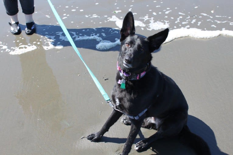 Lula, a German Shepherd Dog and Golden Retriever mix tested with EmbarkVet.com