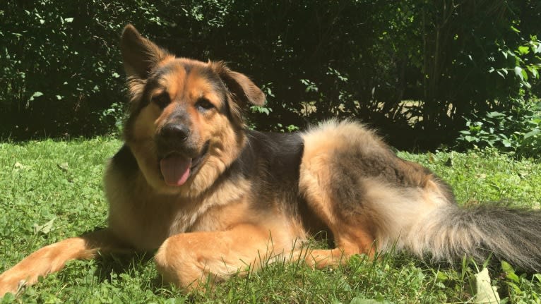 Max, a German Shepherd Dog and Chow Chow mix tested with EmbarkVet.com