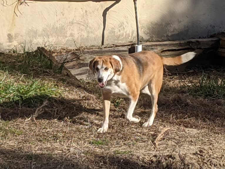 Brie, an American Foxhound tested with EmbarkVet.com