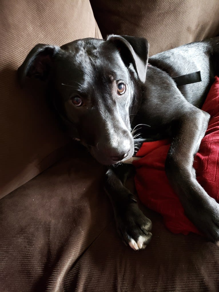 Finn, an American Bully and Labrador Retriever mix tested with EmbarkVet.com