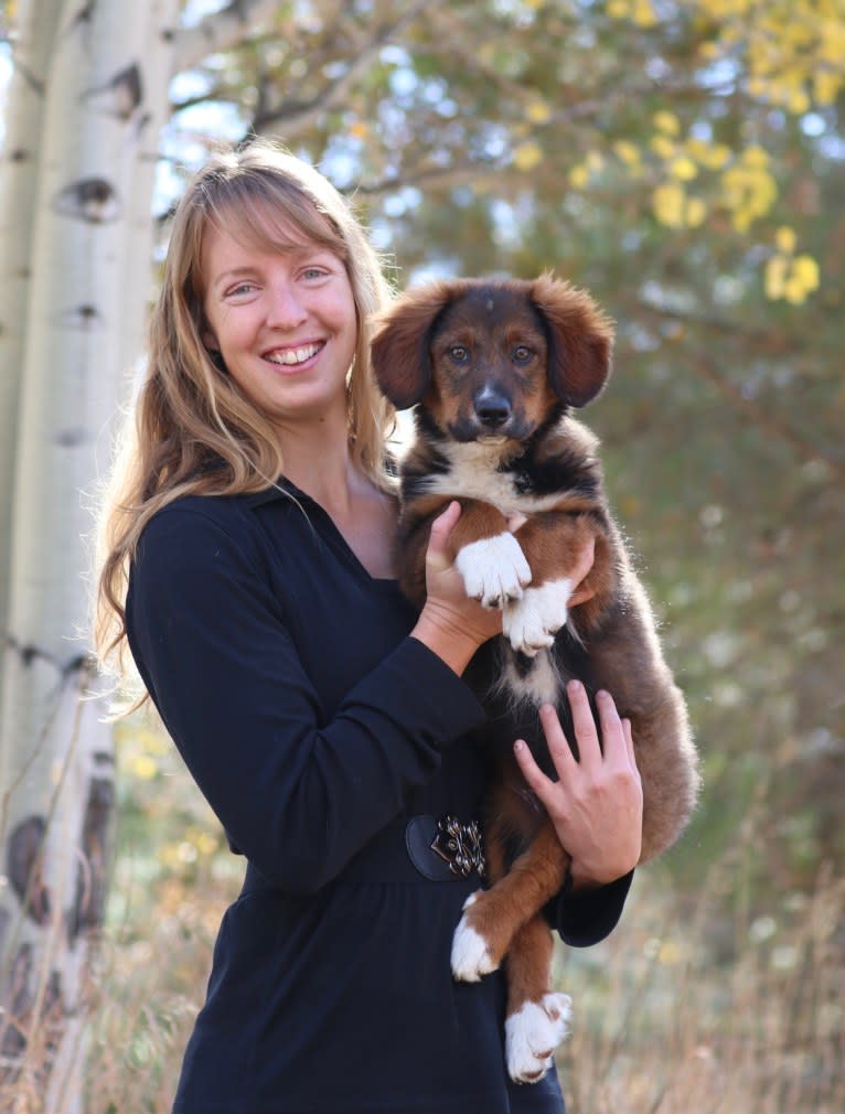 Burley, an English Shepherd tested with EmbarkVet.com