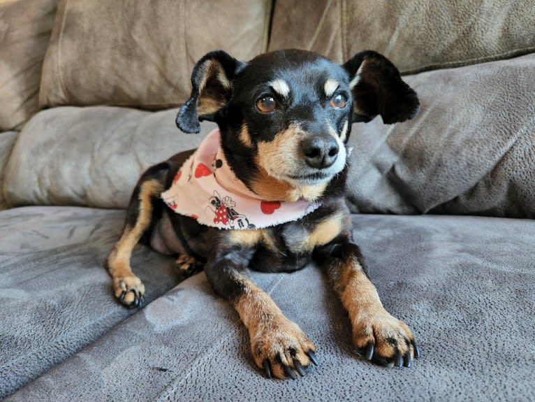 Minnie, a Miniature Pinscher tested with EmbarkVet.com