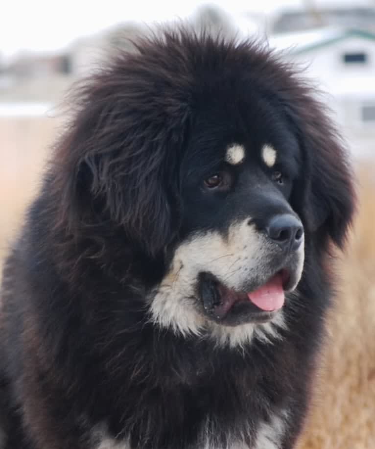 Bruschi, a Tibetan Mastiff tested with EmbarkVet.com