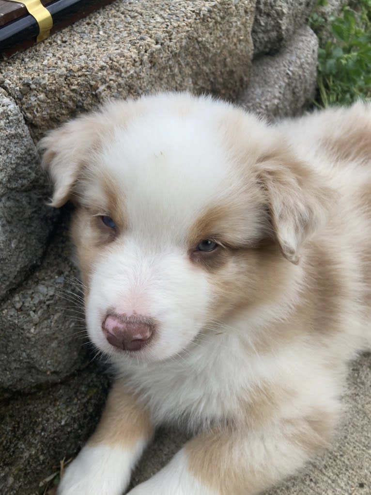 Laika, an Australian Shepherd tested with EmbarkVet.com