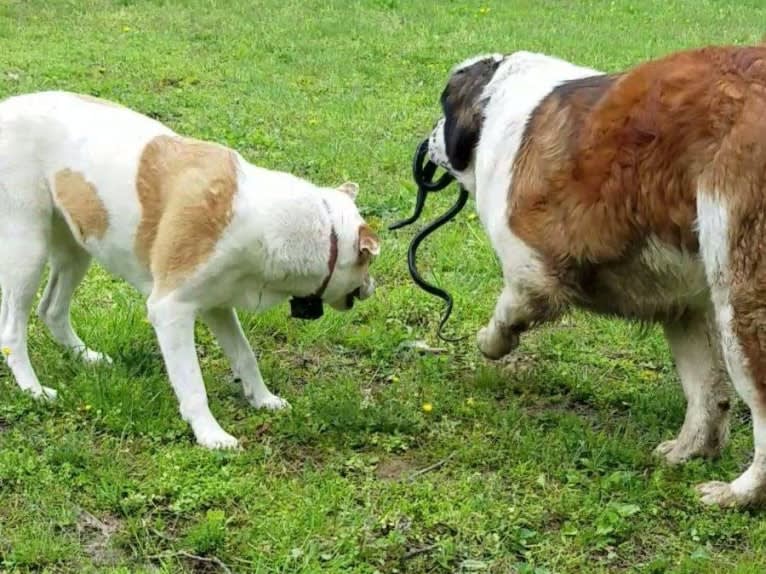 Thor, a Saint Bernard tested with EmbarkVet.com