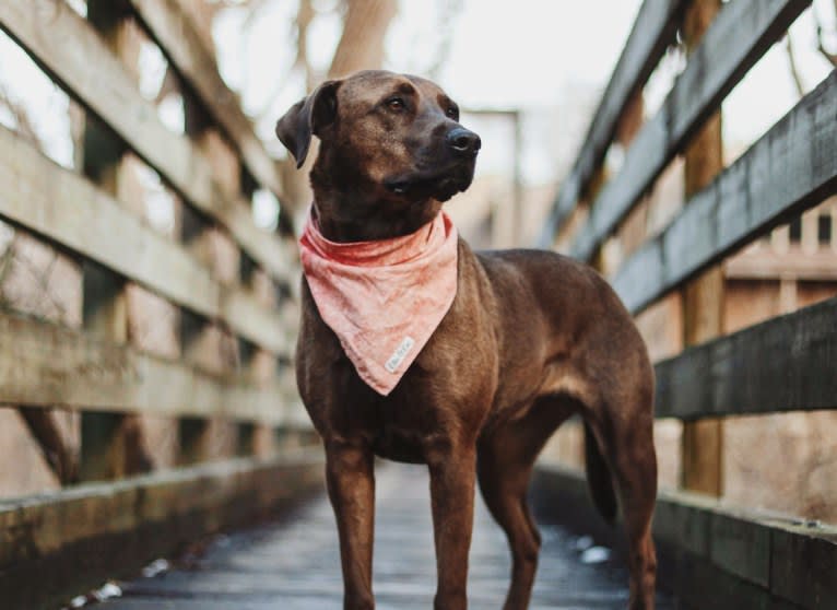 Nokona, an American Pit Bull Terrier and Labrador Retriever mix tested with EmbarkVet.com