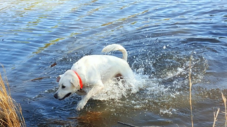 YOGI, a Labrador Retriever and American Pit Bull Terrier mix tested with EmbarkVet.com