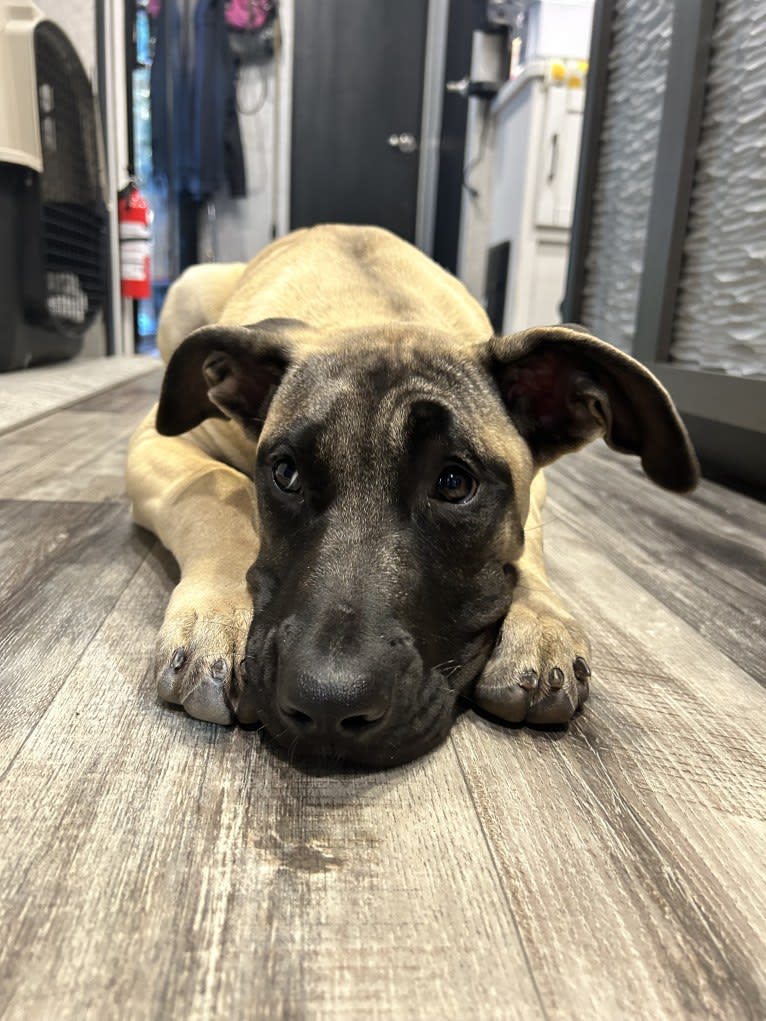 Stella, a Perro de Presa Canario tested with EmbarkVet.com