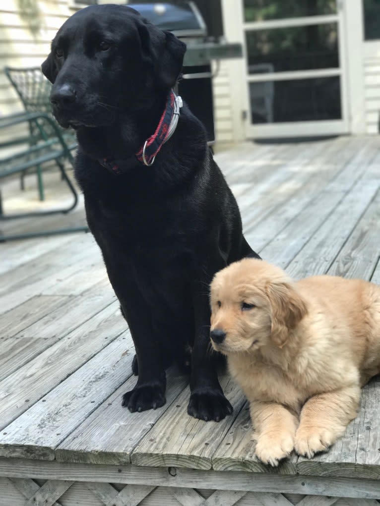 Bear, a Labrador Retriever and German Shepherd Dog mix tested with EmbarkVet.com