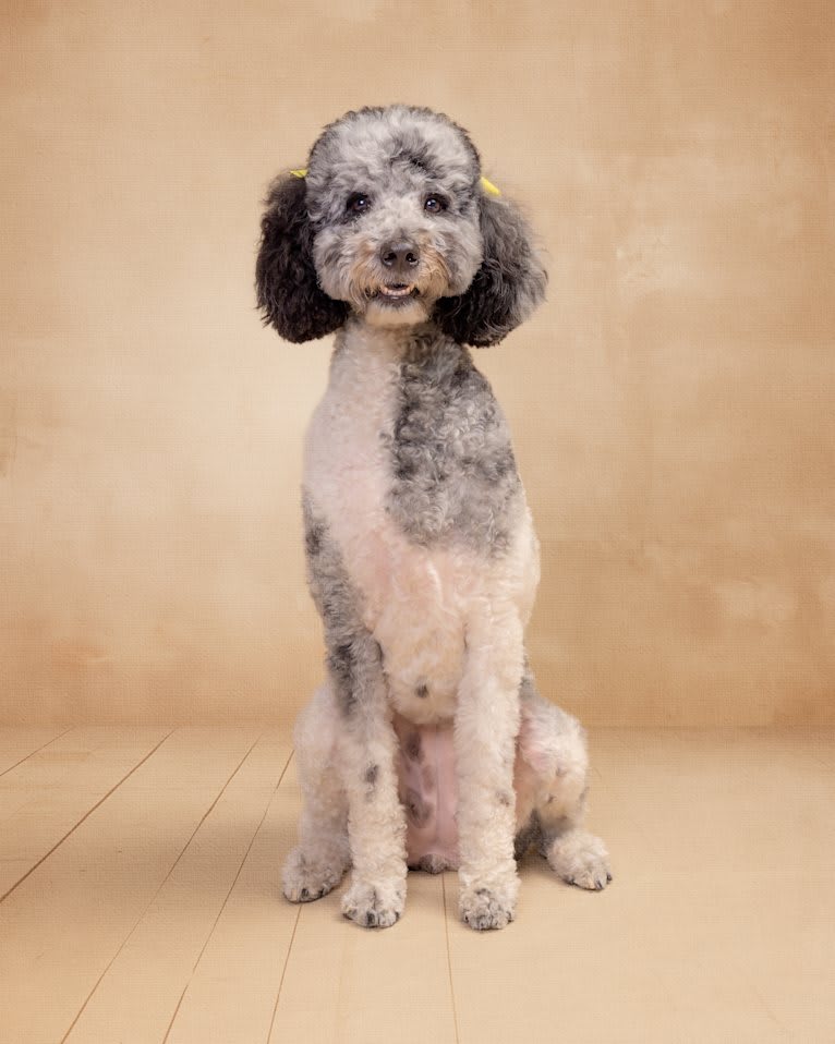 Dolly, a Labradoodle tested with EmbarkVet.com