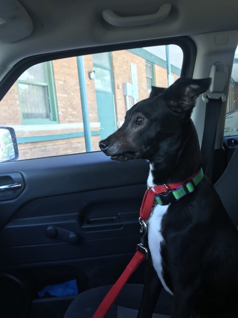 Robbie, a Boston Terrier and Labrador Retriever mix tested with EmbarkVet.com