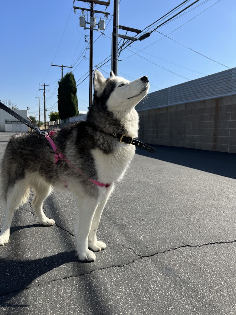 Ellie, a Siberian Husky and Alaskan Malamute mix tested with EmbarkVet.com