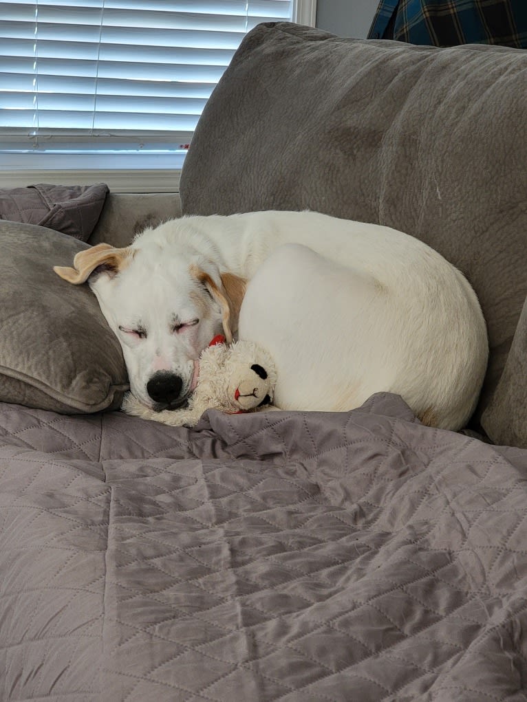 Wesley, a Boxer and German Shepherd Dog mix tested with EmbarkVet.com