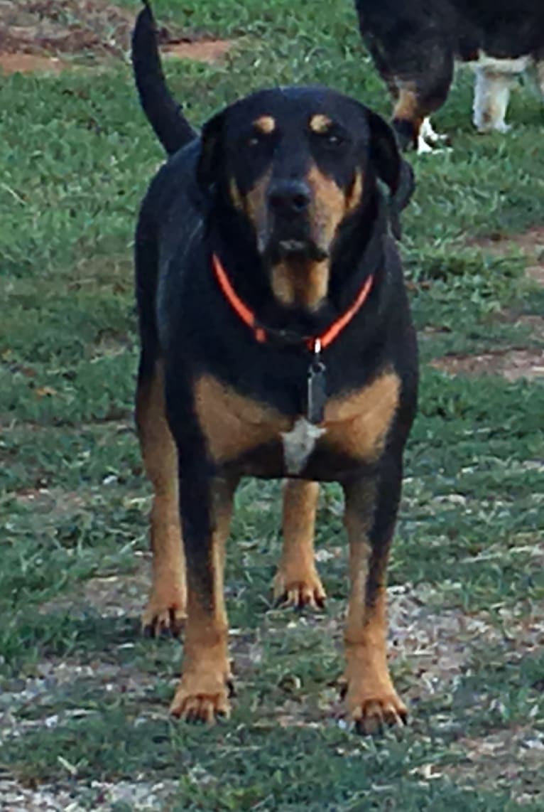 Dixon, a Catahoula Leopard Dog and Redbone Coonhound mix tested with EmbarkVet.com