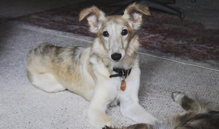 Lindy, a Silken Windhound tested with EmbarkVet.com