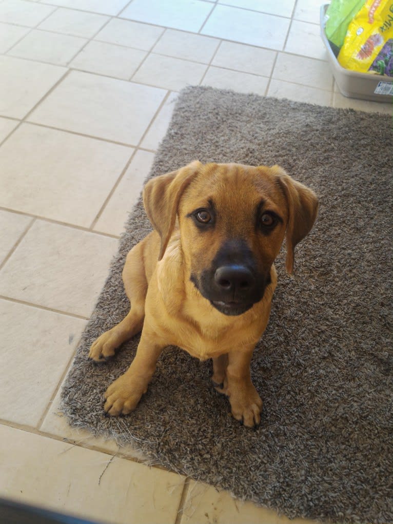 Cody, a Basset Hound and Australian Cattle Dog mix tested with EmbarkVet.com