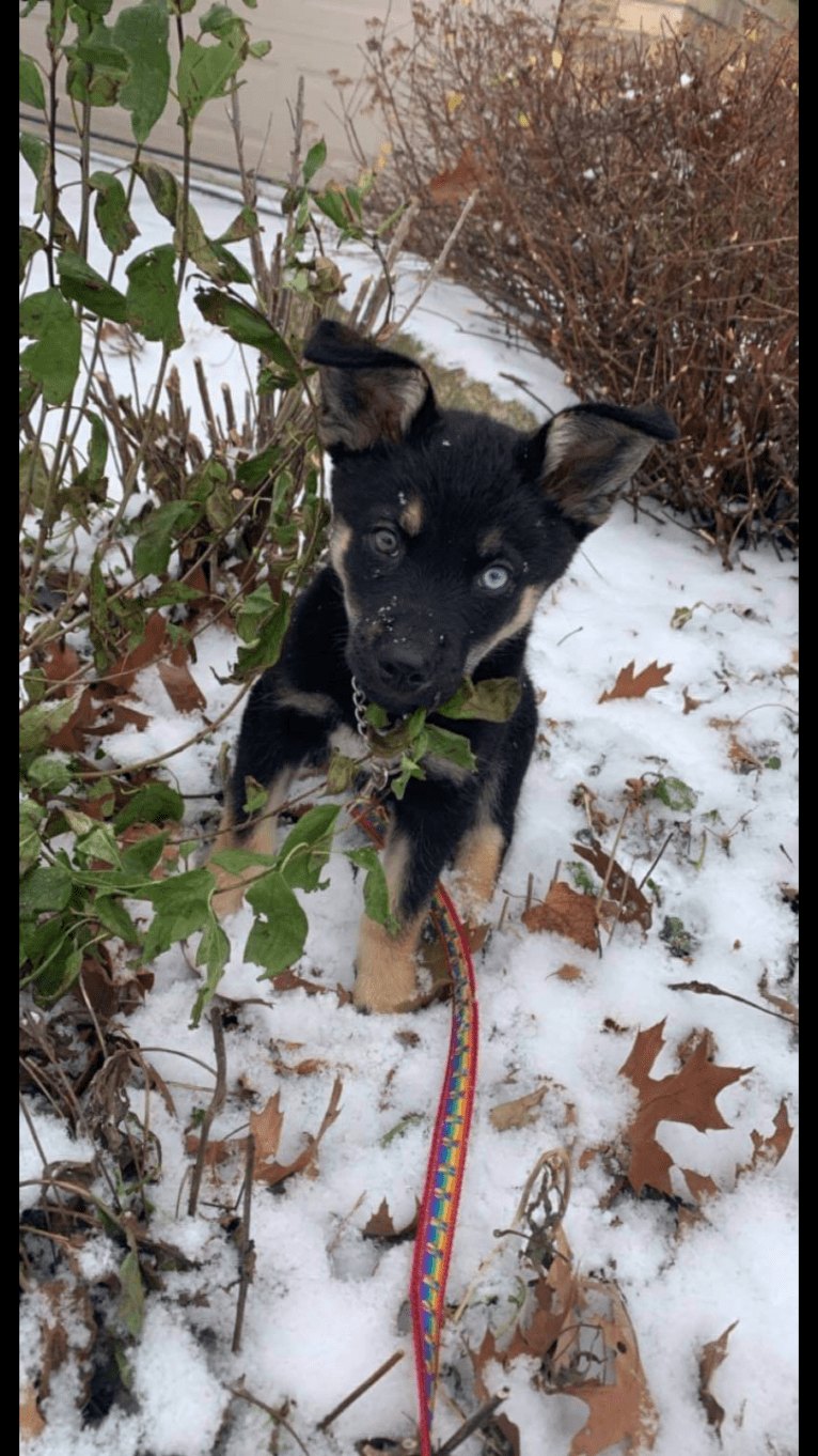 Ringo Starr, a Siberian Husky and Alaskan Malamute mix tested with EmbarkVet.com