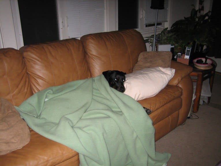 Buddy, a Rottweiler and Labrador Retriever mix tested with EmbarkVet.com