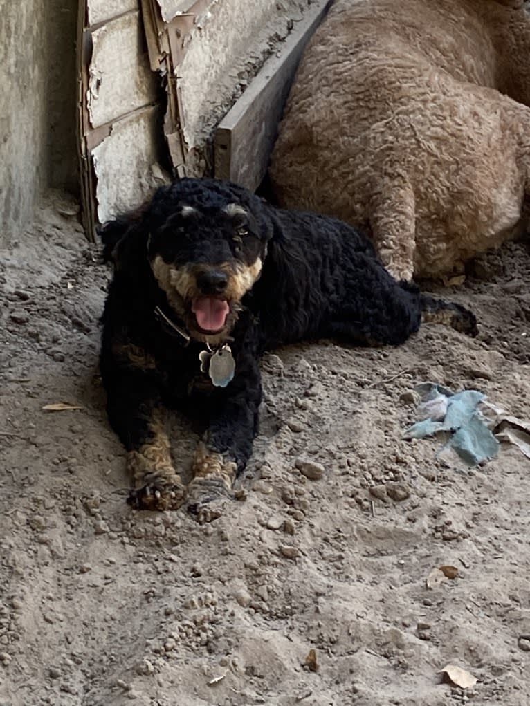 Remi, a Poodle (Small) tested with EmbarkVet.com