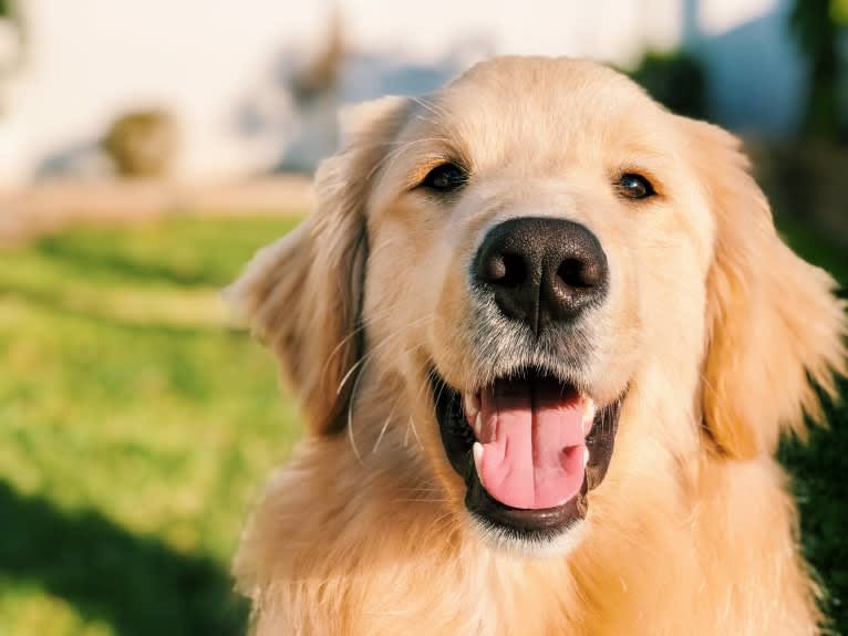 Kai, a Border Collie and Golden Retriever mix tested with EmbarkVet.com