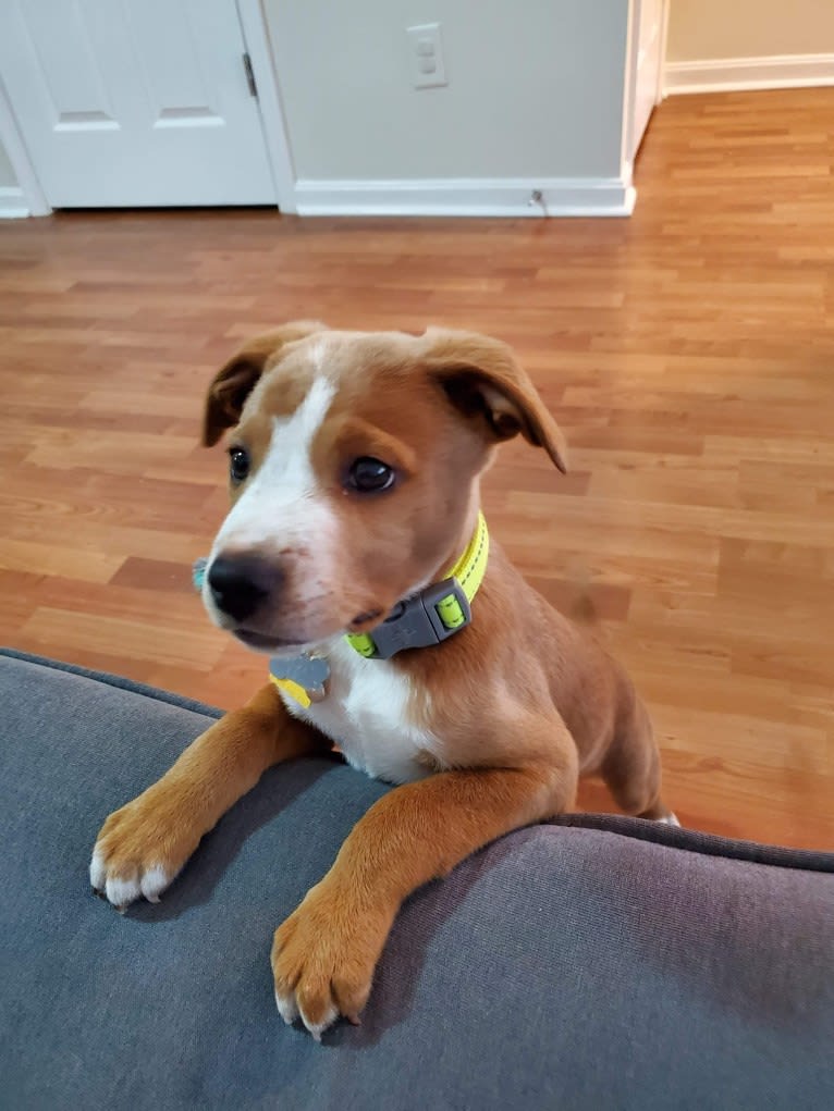 Oscar, an American Pit Bull Terrier and Dachshund mix tested with EmbarkVet.com