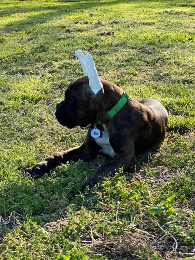 Bane, a Boxer tested with EmbarkVet.com