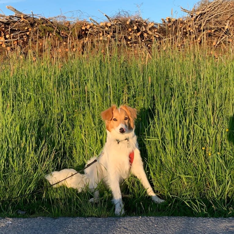 Hjalmar, a Border Collie and Russell-type Terrier mix tested with EmbarkVet.com