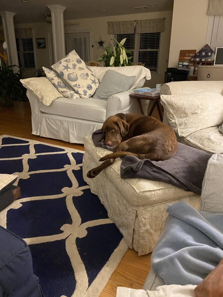 Cooper, a Labrador Retriever and Redbone Coonhound mix tested with EmbarkVet.com