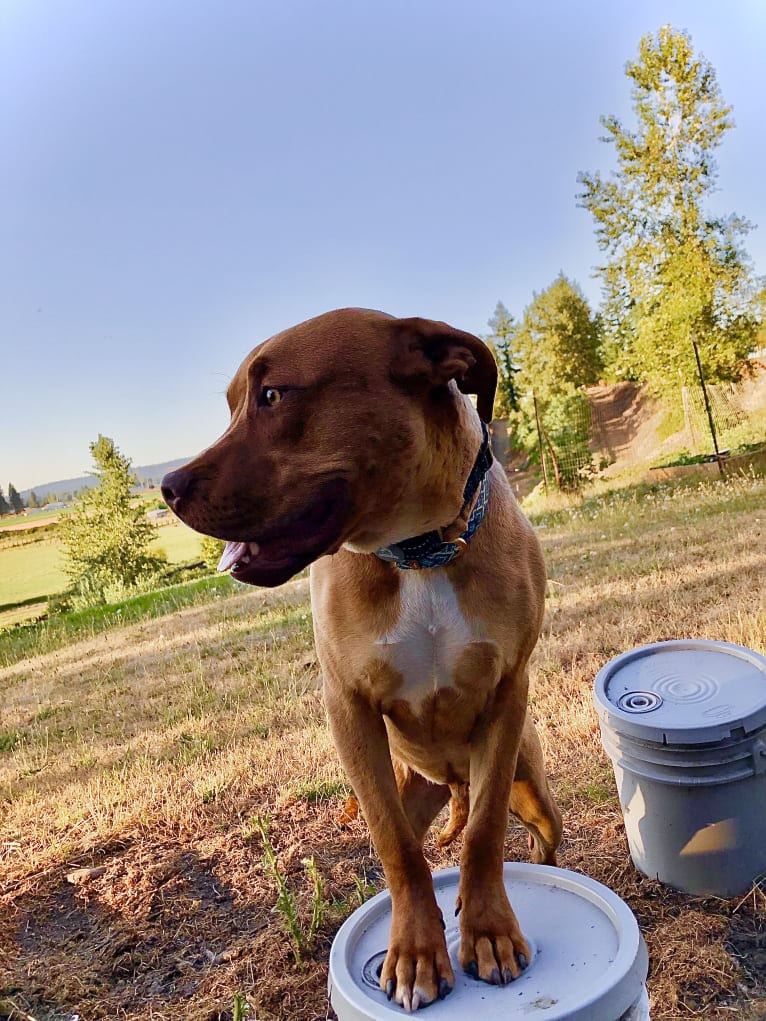 Jasper, an American Bully tested with EmbarkVet.com