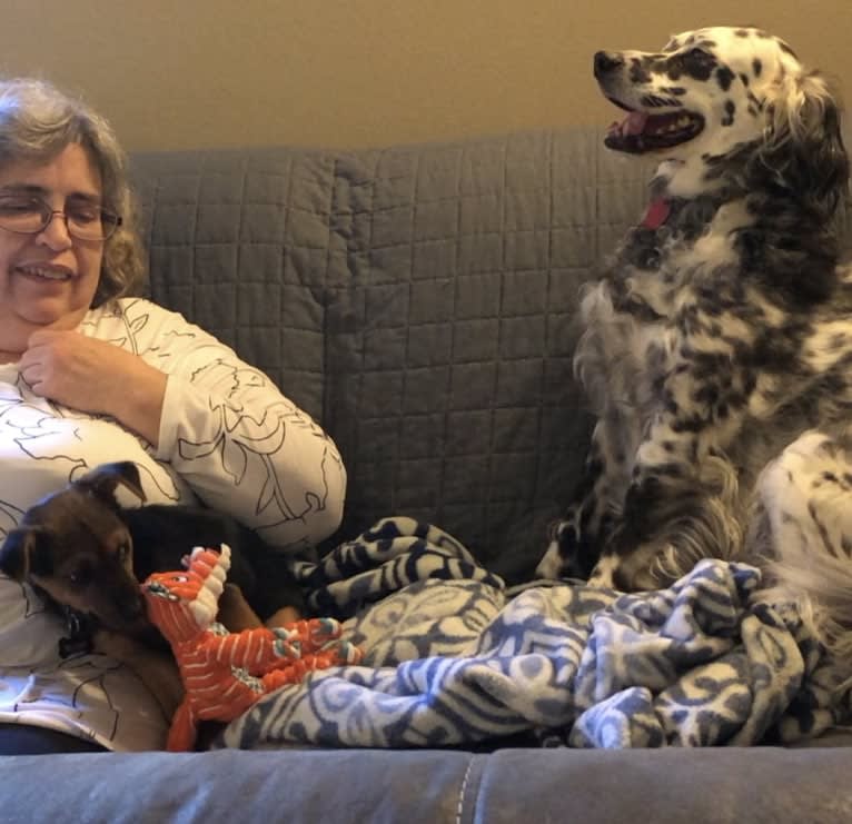 Speckles, a Llewellin Setter tested with EmbarkVet.com