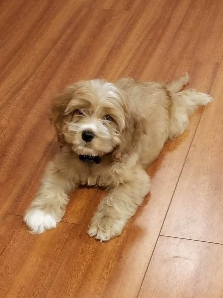 Pinot, a Cocker Spaniel and Maltese mix tested with EmbarkVet.com