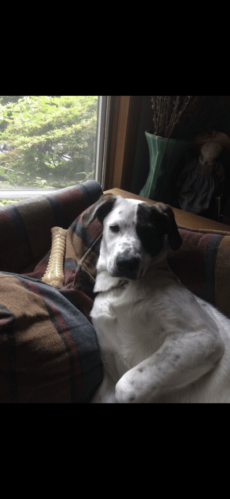 Toby, an American Pit Bull Terrier and Great Pyrenees mix tested with EmbarkVet.com