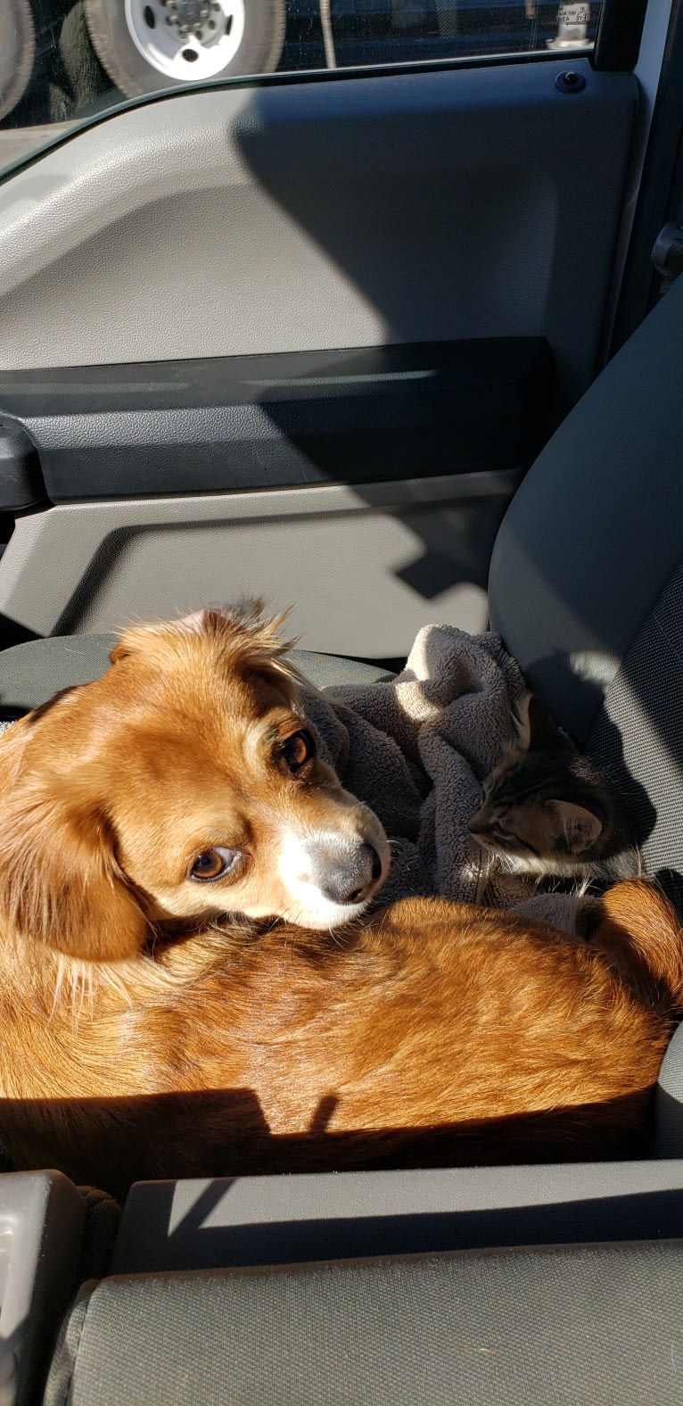 Jose, a Chihuahua and Poodle (Small) mix tested with EmbarkVet.com