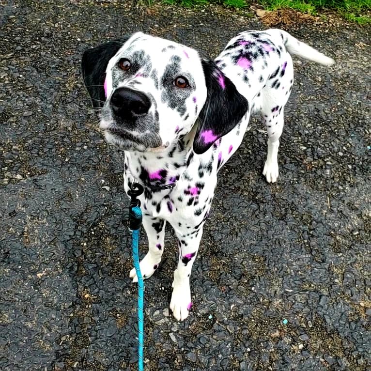 Firefly, a Dalmatian tested with EmbarkVet.com