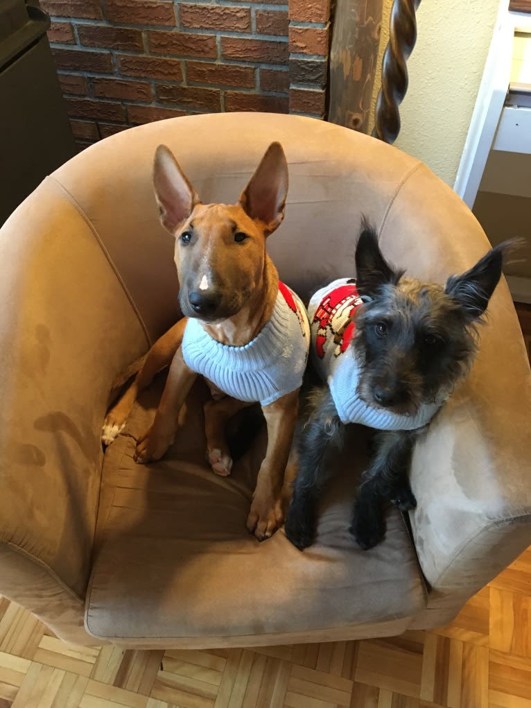 Chester, a Bull Terrier tested with EmbarkVet.com