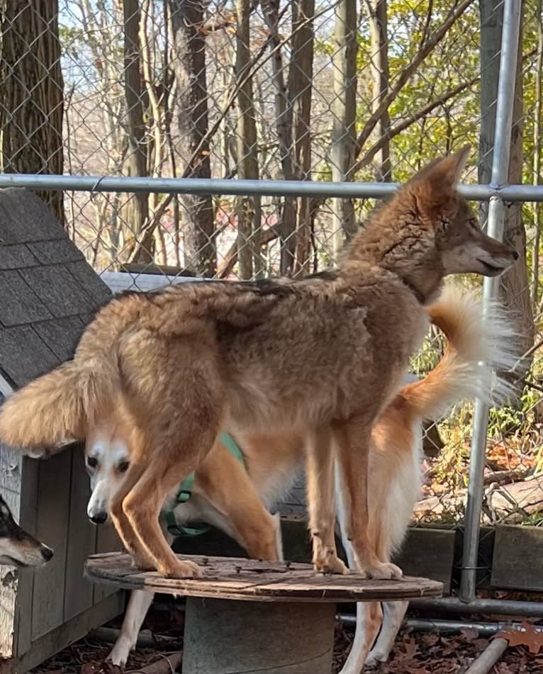 Gregory, a Coyote (6.8% unresolved) tested with EmbarkVet.com