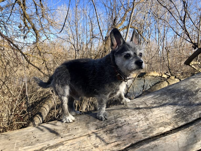 Pan, a Boston Terrier and Poodle (Small) mix tested with EmbarkVet.com