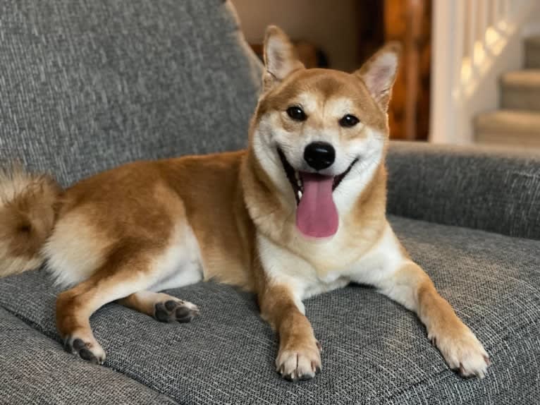 Oka, a Shiba Inu tested with EmbarkVet.com