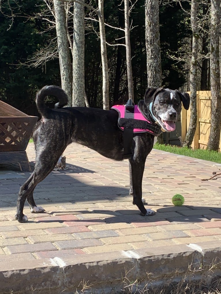 Vivie, an American Pit Bull Terrier and Labrador Retriever mix tested with EmbarkVet.com