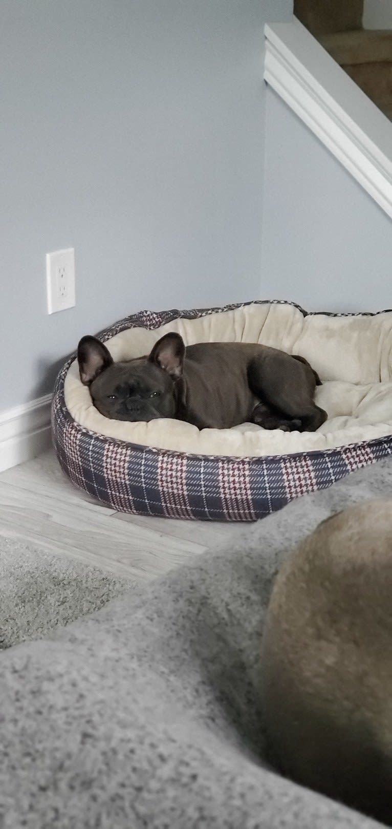 Diesel D, a French Bulldog tested with EmbarkVet.com