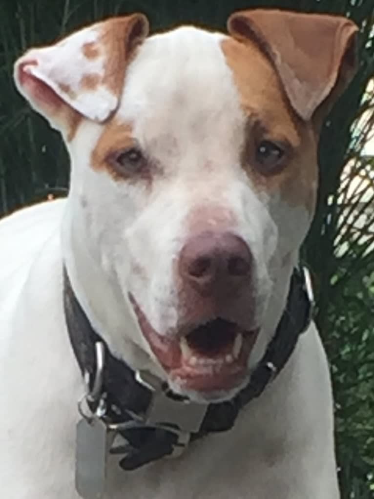 Freckles, an American Pit Bull Terrier and Chow Chow mix tested with EmbarkVet.com