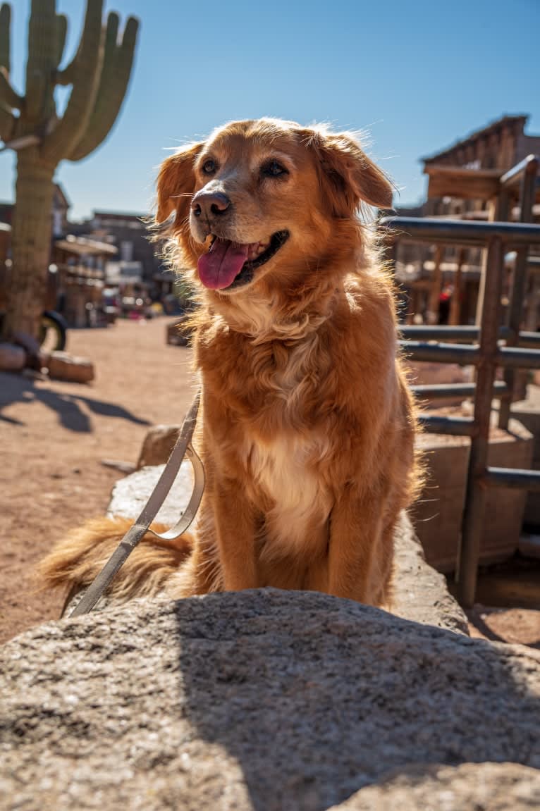 Roxy, a Chow Chow and American Pit Bull Terrier mix tested with EmbarkVet.com