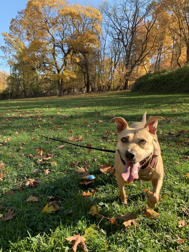 Winnie, an American Pit Bull Terrier tested with EmbarkVet.com