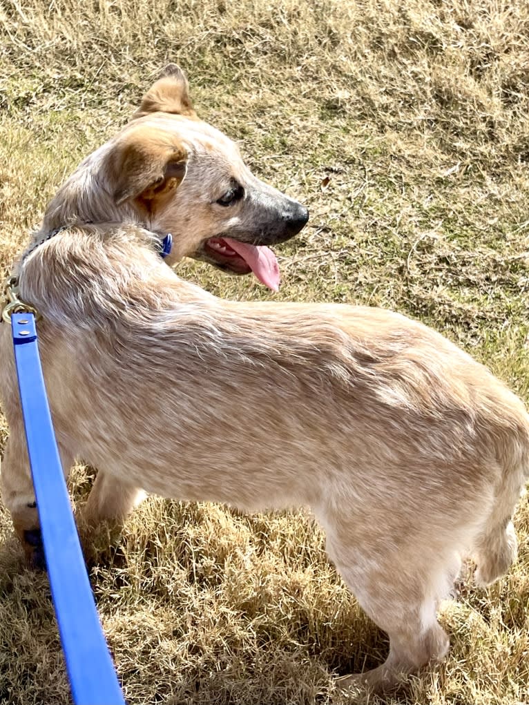 RAWLIE RIGGS, an Australian Cattle Dog and Poodle (Small) mix tested with EmbarkVet.com