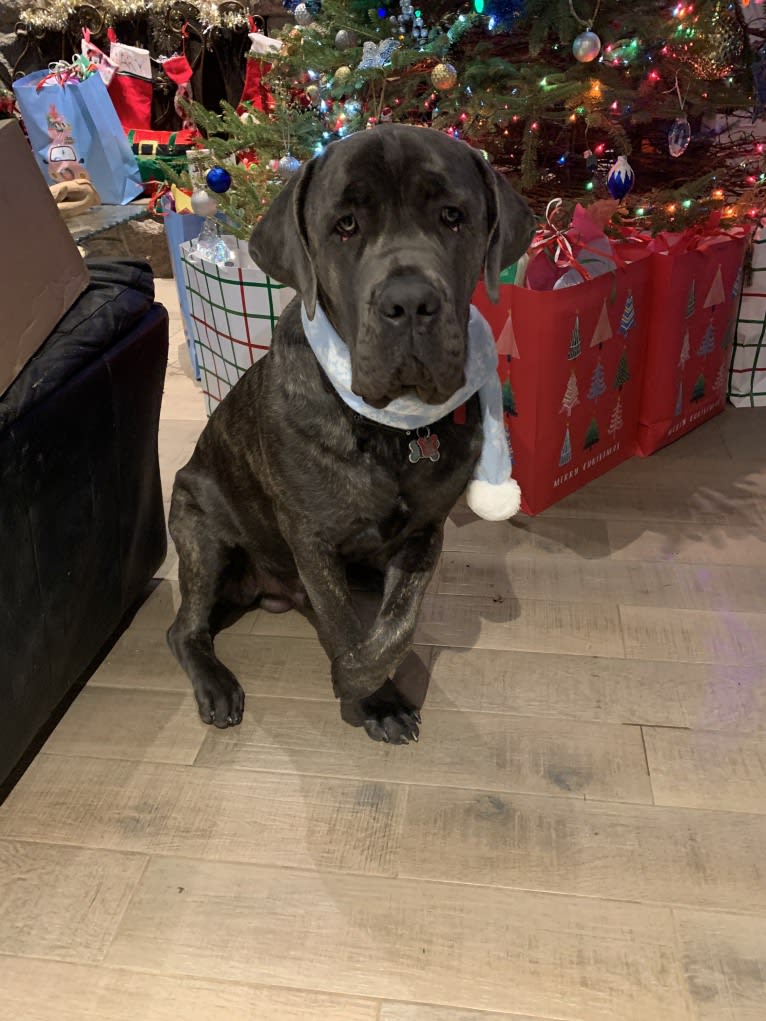 Rocco Roman Hughes, a Cane Corso tested with EmbarkVet.com