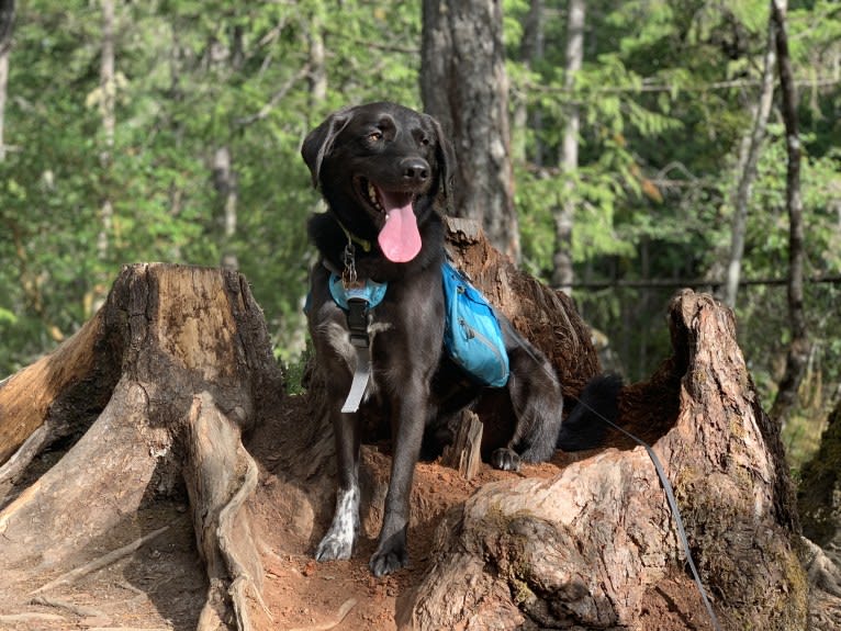 Guinness, a Labrador Retriever and Australian Cattle Dog mix tested with EmbarkVet.com