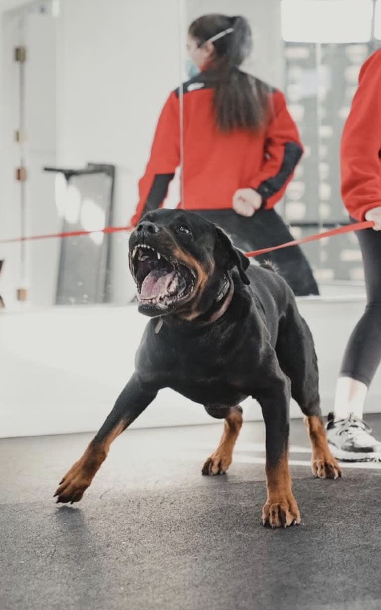 Wüstenhaus Samson, a Rottweiler tested with EmbarkVet.com