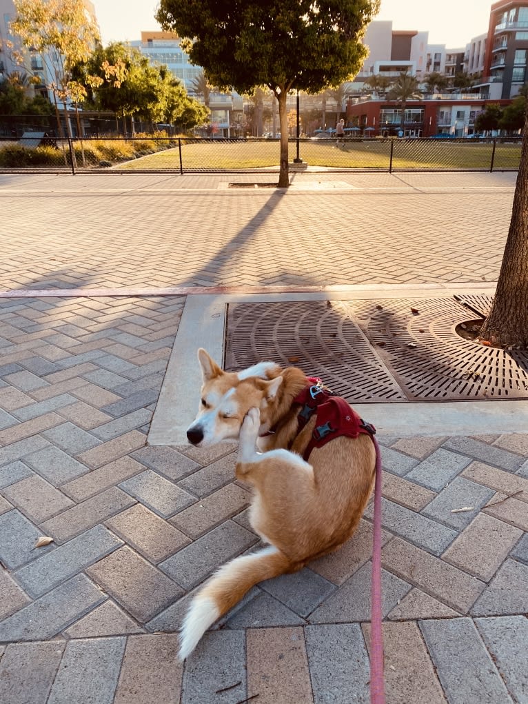 Mango, a Jindo and Pembroke Welsh Corgi mix tested with EmbarkVet.com