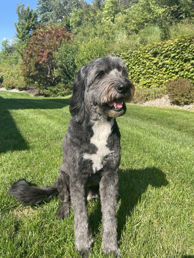 Julep, a Golden Retriever and Old English Sheepdog mix tested with EmbarkVet.com